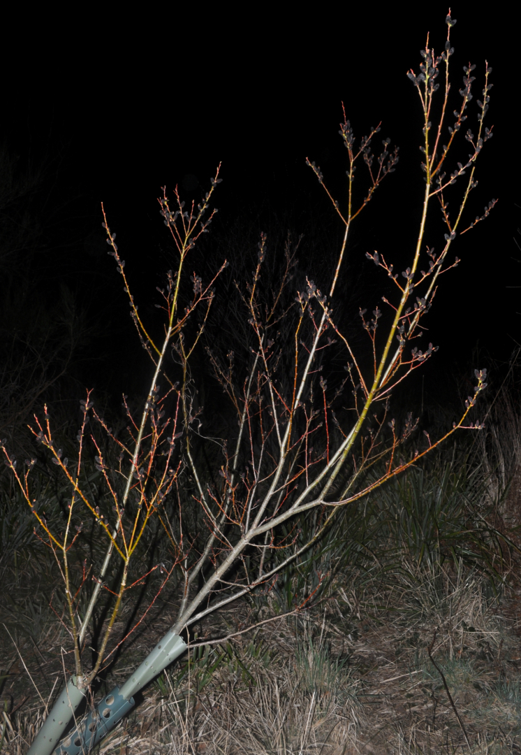 Salix gracilistyla melanostachys Habitus