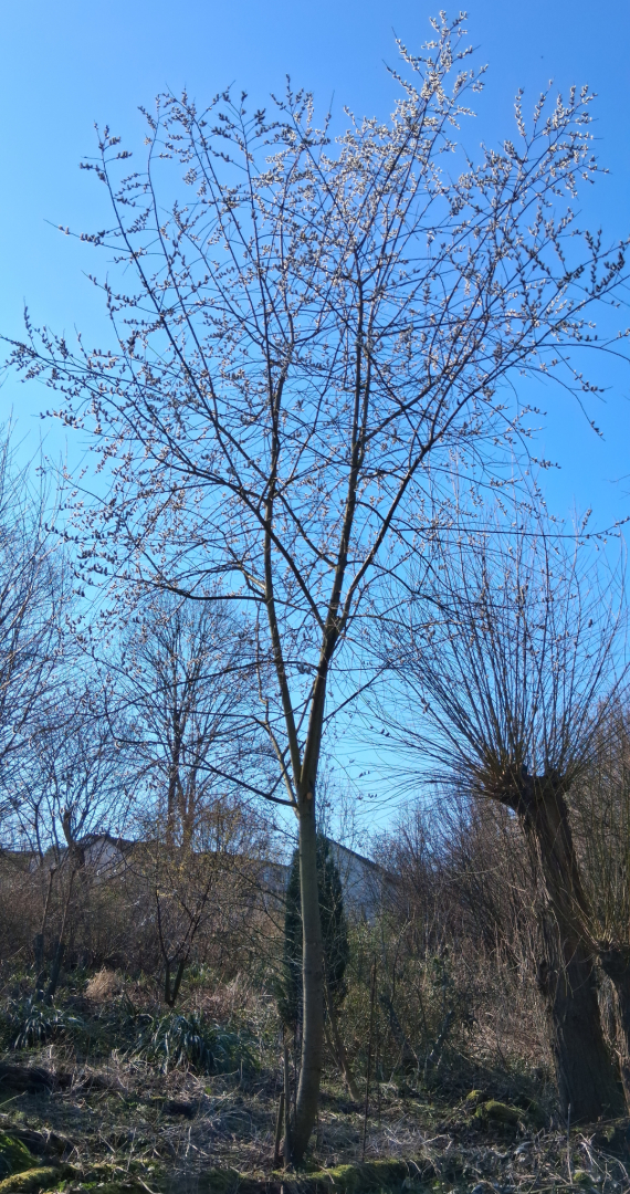 Salix daphnoides Habitus