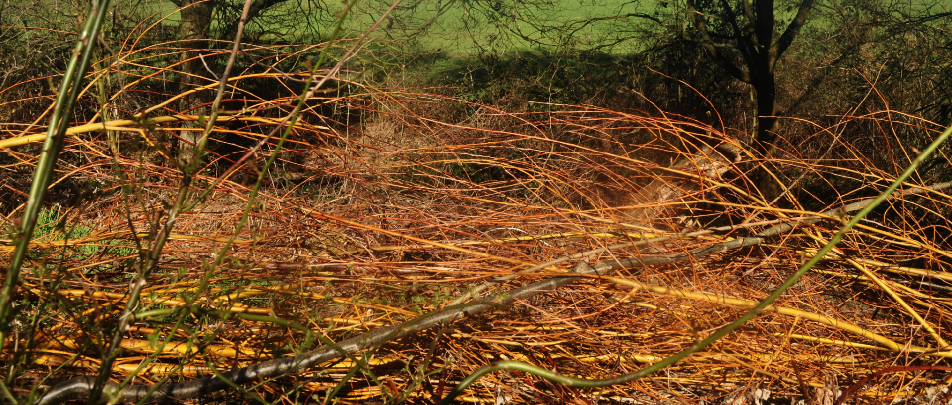 Farbweide Salix alba