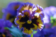 Viola 1
