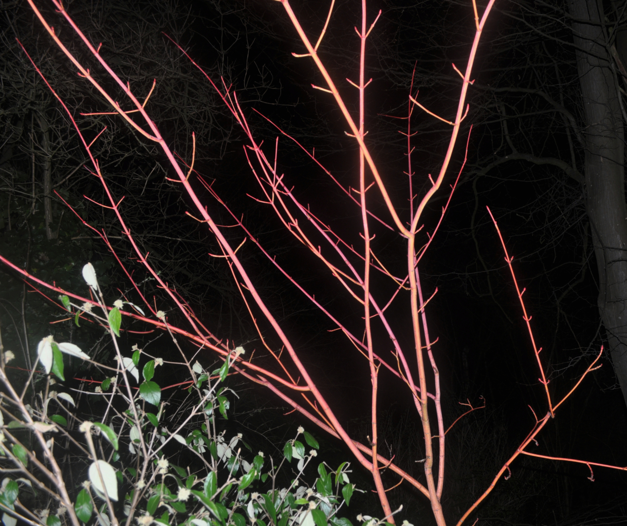 Acer x conspicuum 'Phoenix' Habitus