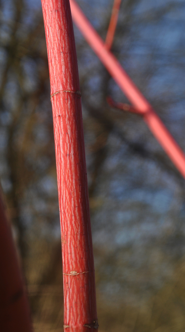 Acer x conspicuum 'Phoenix' Rinde