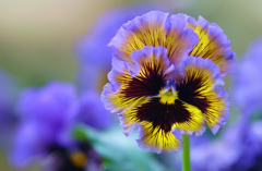 Viola 2