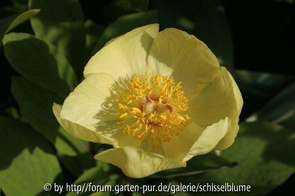 Paeonia mlokosewitschii