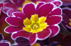 Primula 1