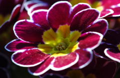Primula 2