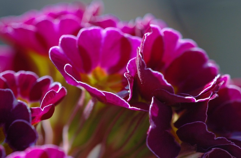 Primula 3