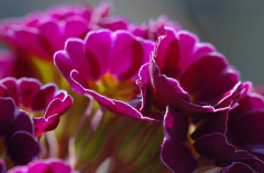 Primula 3