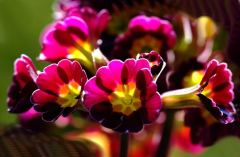 Primula 4