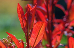 Photinia 1