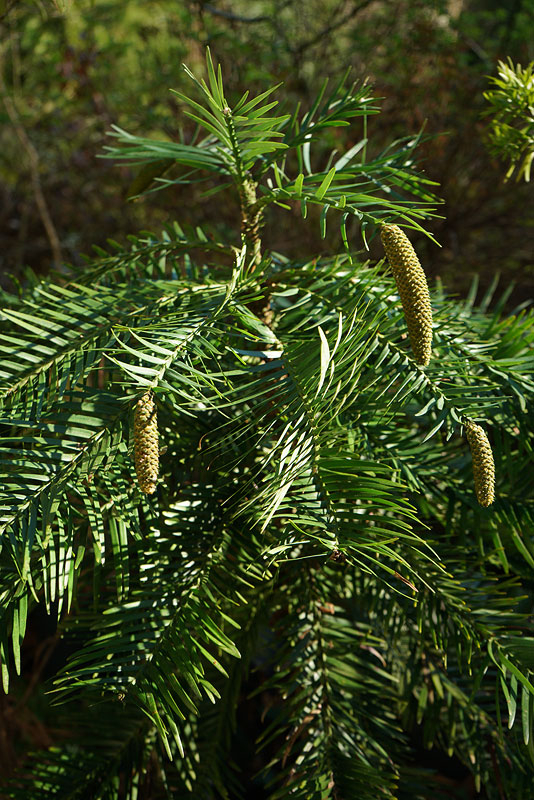 03_26_17_wollsteckling