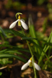 03_26_14_galanthus