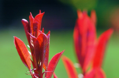 Photinia 3