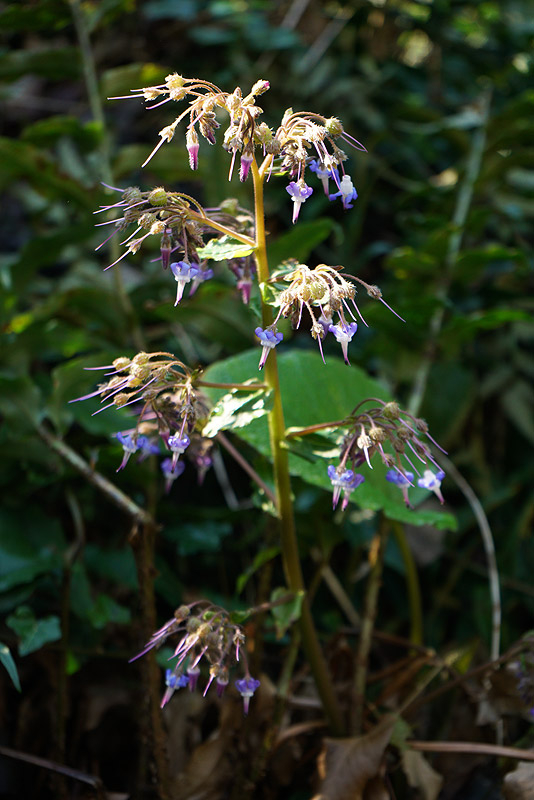 03_26_05_trachystemon