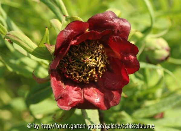 Paeonia delavayi, dunkelrot