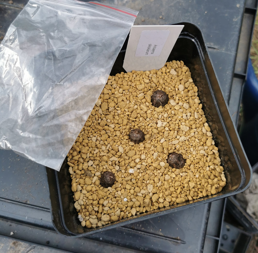 Arisaema sikokianum_Schippy_IMG_20260321