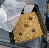 Arisaema sikokianum_Schippy_IMG_20260321