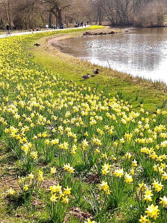 Bürgerpark Osterglocken 02