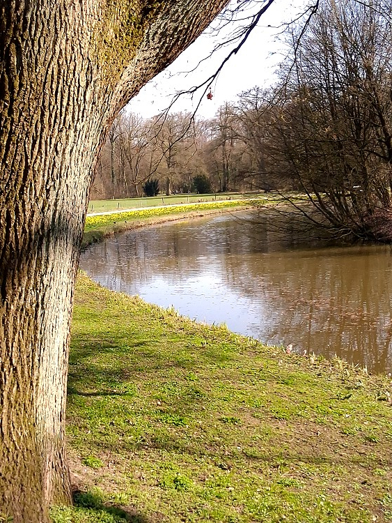 Bürgerpark Osterglocken 01