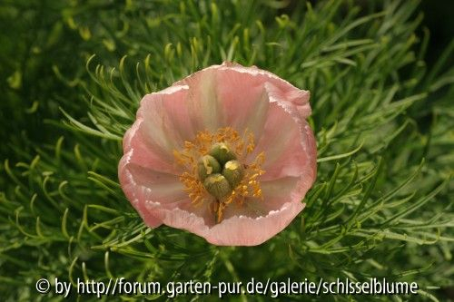 Paeonia tenuifolia rosea