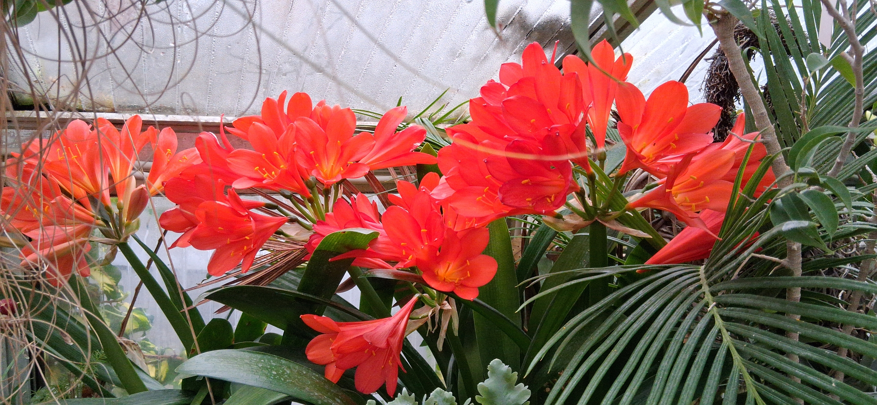 Clivia miniata