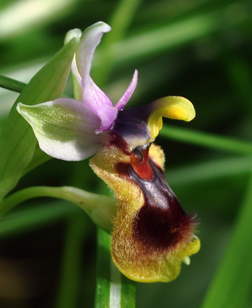 Ophrys tenthredinifera