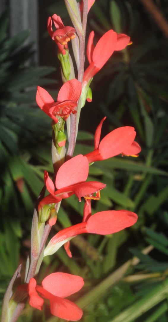 Gladiolus cunonius 1