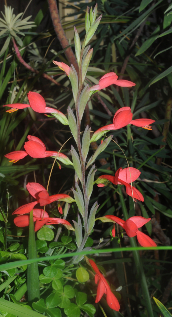 Gladiolus cunonius 2
