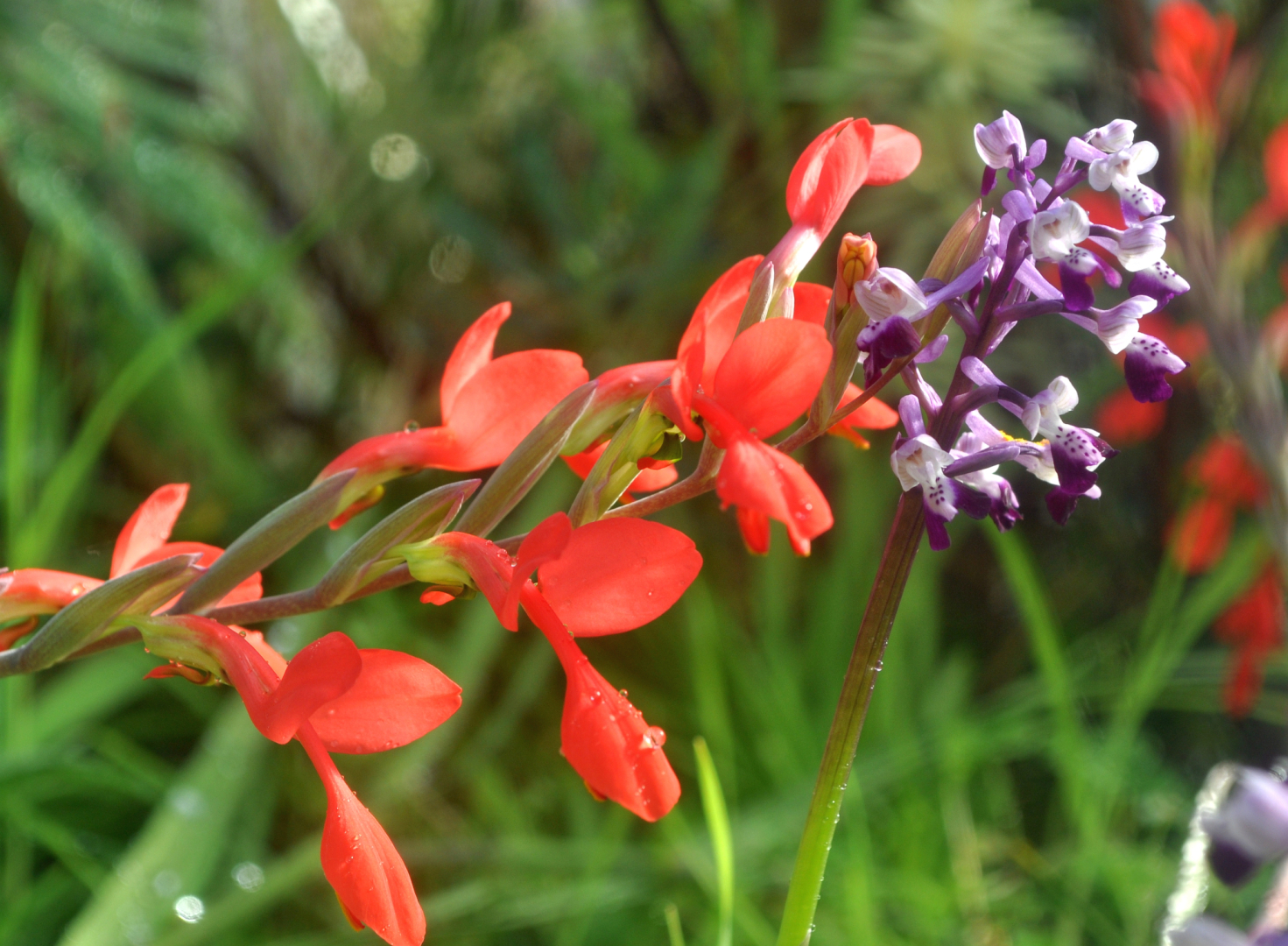 Gl. cunonius & A. longicornu