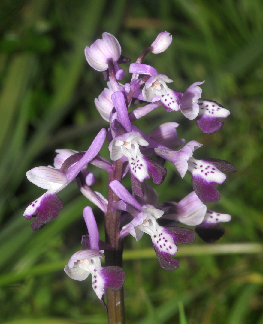 Anacamptis morio subsp. longicornu