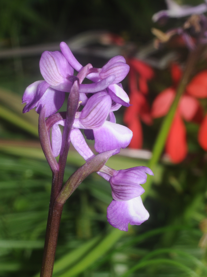 Anacamptis morio subsp. champagneuxii