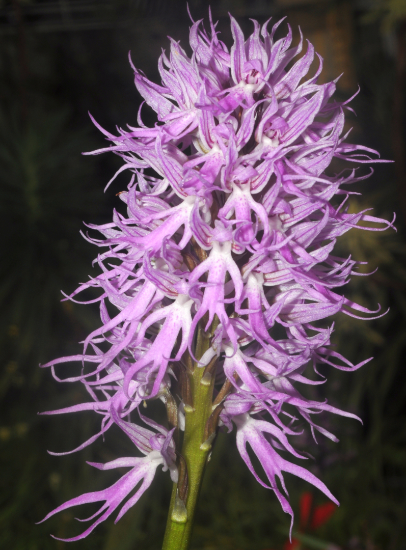 Orchis italica 2