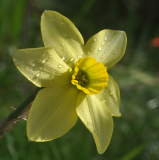 Narcissus 'Mesa Verde'