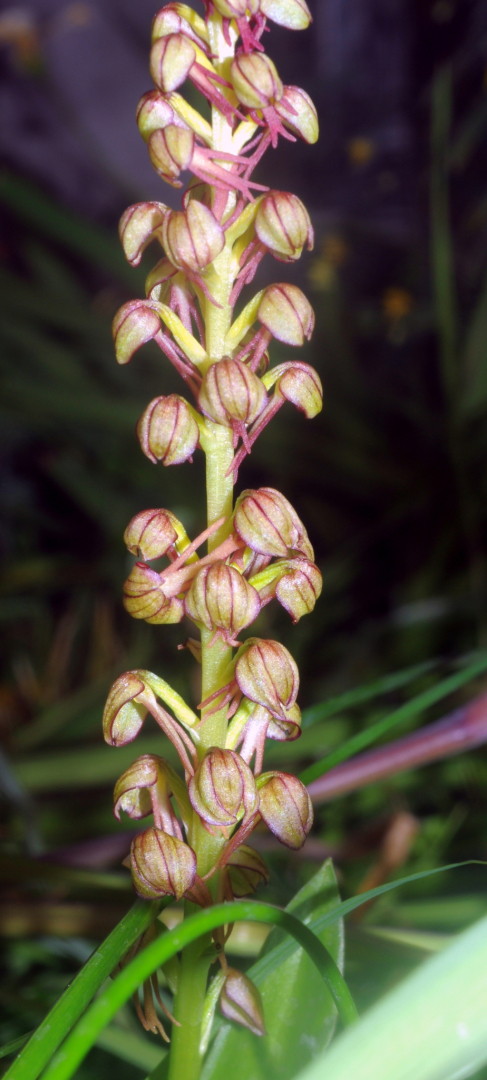 Orchis anthropophora