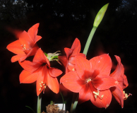 Hippeastrum Mini