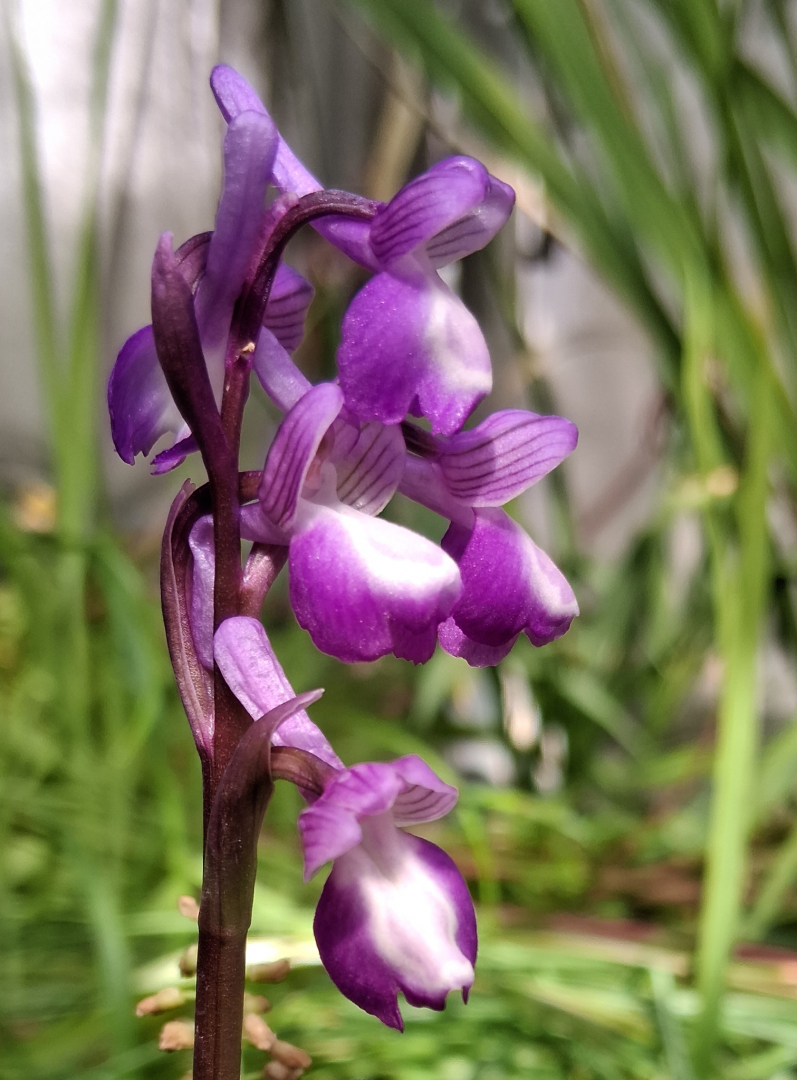 Anacamptis morio subsp. champagneuxii 1