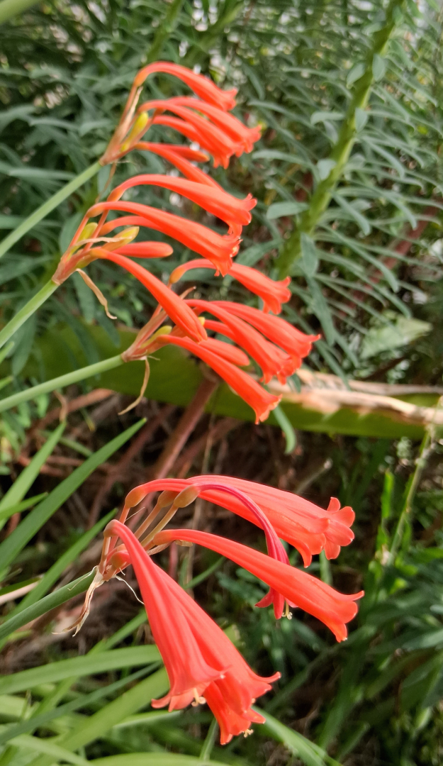 Cyrtanthus brachyscyphus