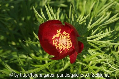 Paeonia tenuifolia rubra