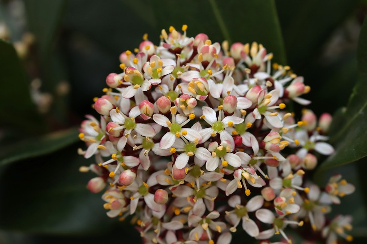 Skimmia 01