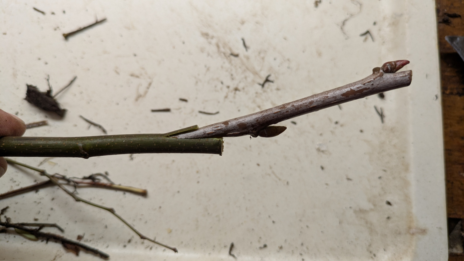 AnplattenSpeierlingAufQuitteBA29