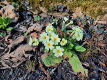 Primula vulgaris / Wildform