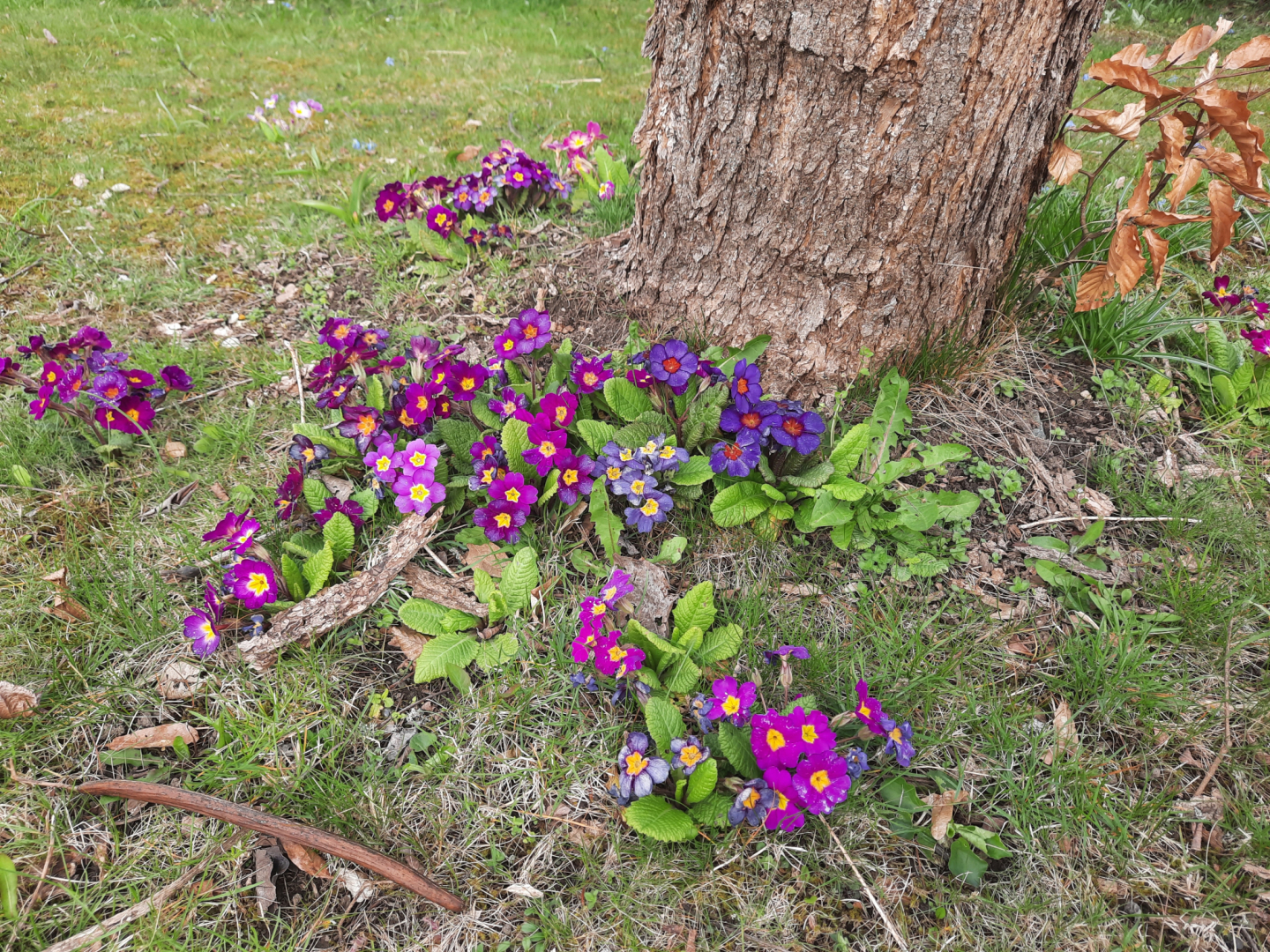 P. vulgaris Gartenformen