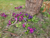 P. vulgaris Gartenformen