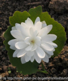 Sanguinaria canadensis, gefüllt