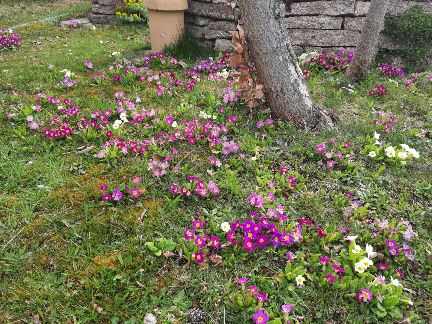 P. vulgaris Gartenformen