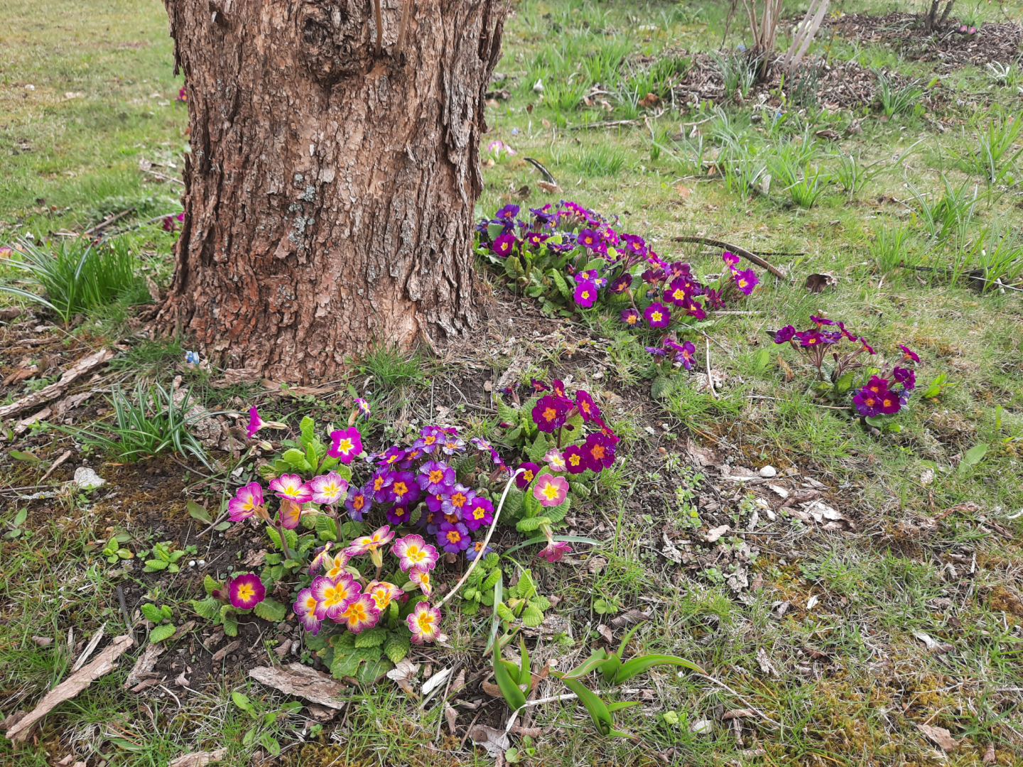 P. vulgaris Gartenformen