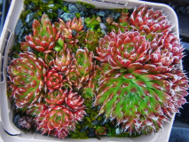 R0011036