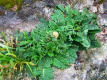 R0011010