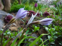 R0011000