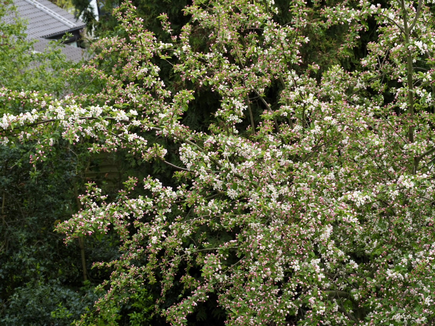 P4123879